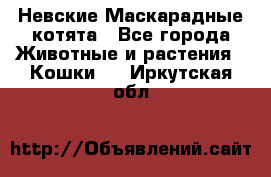 Невские Маскарадные котята - Все города Животные и растения » Кошки   . Иркутская обл.